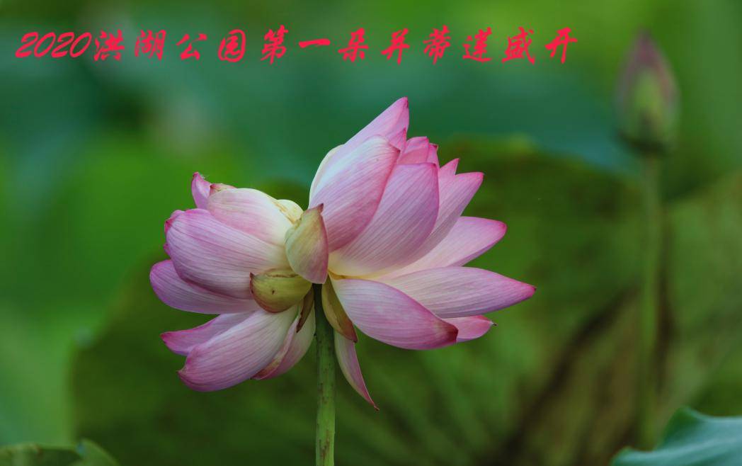 日夜相对不厌倦，共谐连理并蒂莲打一准确生肖，全面释义、前沿解答解释落实